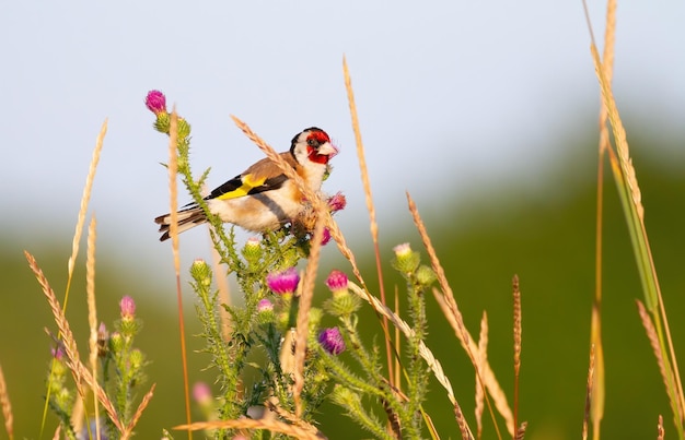 Cardellino europeo Carduelis carduelis Al mattino presto l'uccello si siede sul gambo del Carduus e mangia i semi Il sole illumina magnificamente il modello