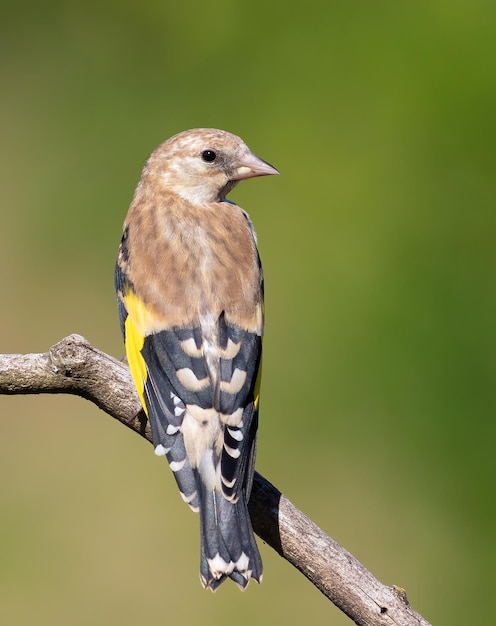 Cardellino europeo Carduelis carduelis Un giovane uccello si siede su un ramo su uno sfondo bellissimo