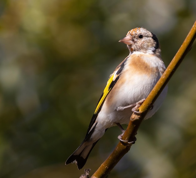 Cardellino europeo Carduelis carduelis Un uccello si siede su un ramo di un albero in uno sfondo sfocato