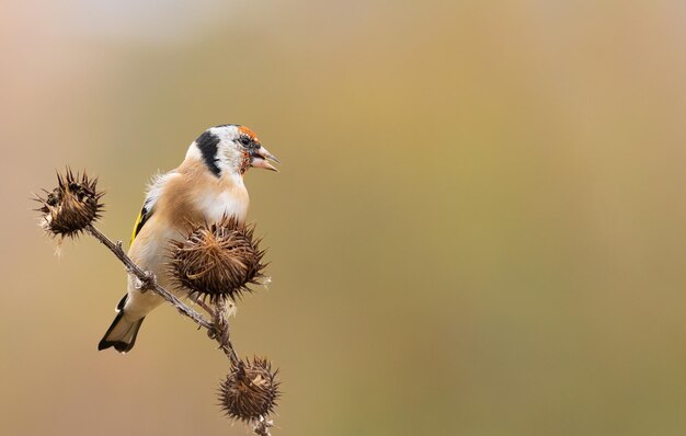 Cardellino europeo Carduelis carduelis Un uccello si siede su una bardana Posizionamento del testo