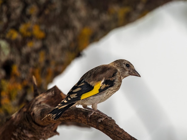 Cardellino europeo (Carduelis carduelis).