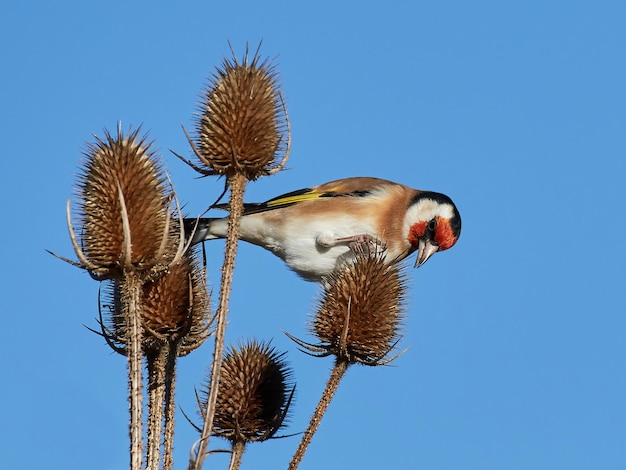 Cardellino europeo Carduelis carduelis