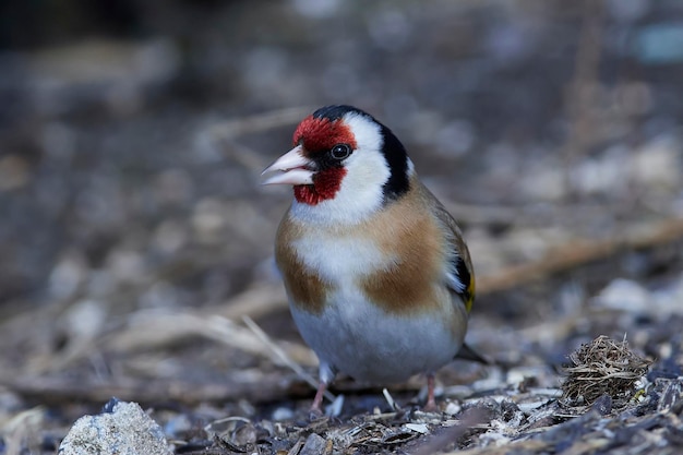 Cardellino europeo Carduelis carduelis