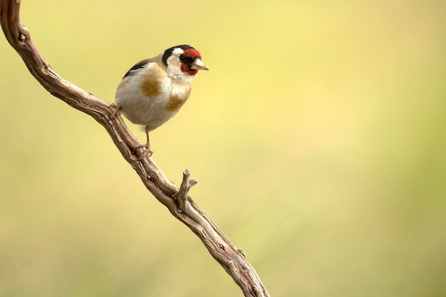 Cardellino europeo con la prima luce del mattino vicino a un punto d'acqua in una foresta mediterranea