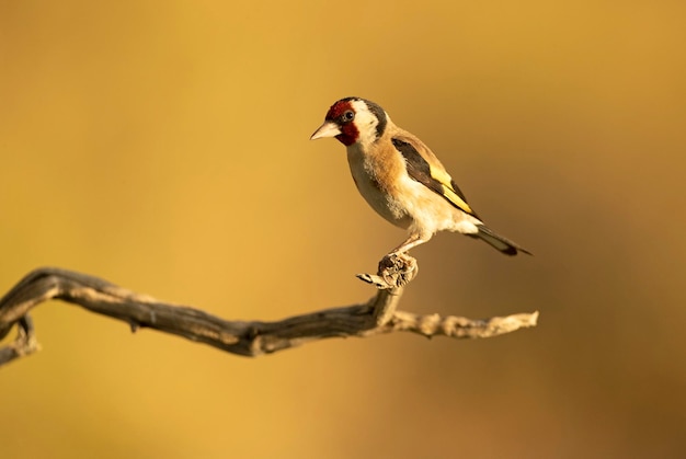 Cardellino europeo in una foresta mediterranea con le ultime luci del pomeriggio