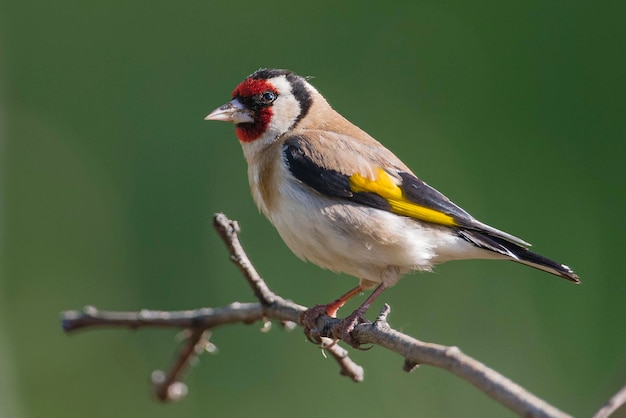 Cardellino europeo o cardellino Carduelis carduelis Malaga Spagna