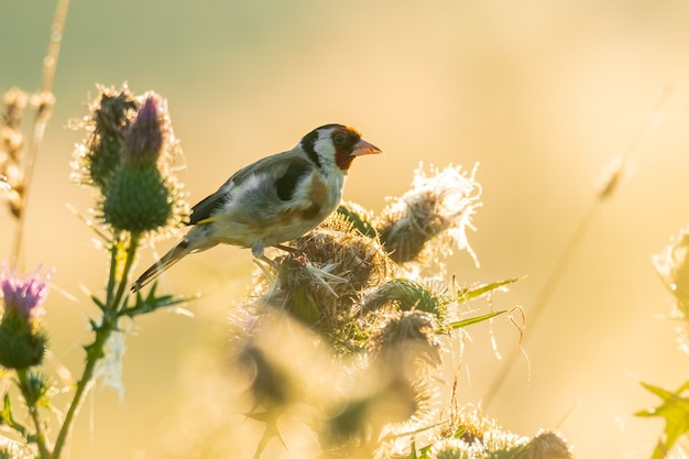 Cardellino europeo seduto su un cardo