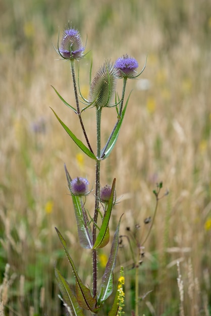 Cardi (Dipsacus) fioritura nella campagna del Sussex