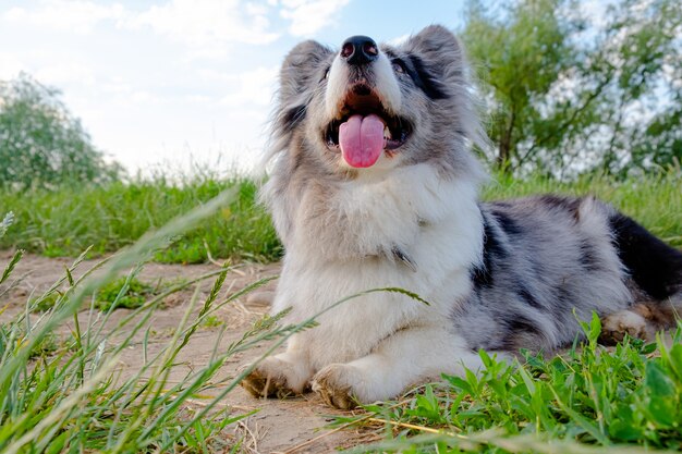 Cardigan Welsh Corgi su erba verde all'aperto