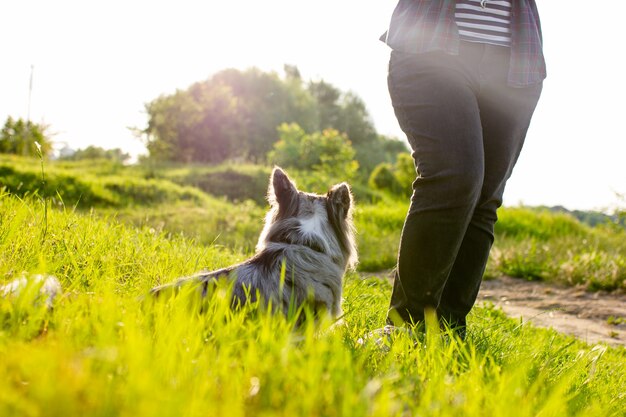 Cardigan Welsh Corgi su erba verde all'aperto