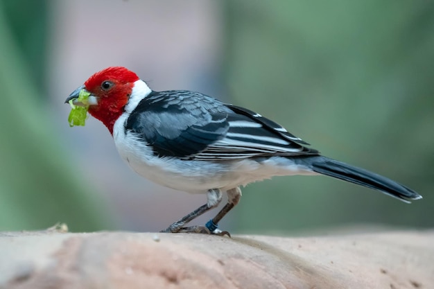 Cardinale dal cappuccio rosso Paroaria dominicana