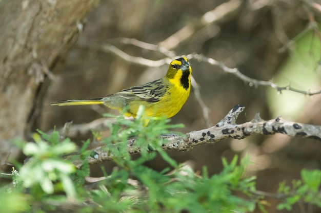 Cardinale giallo Gubernatrix cristata Specie in via di estinzione a La Pampa Argentina