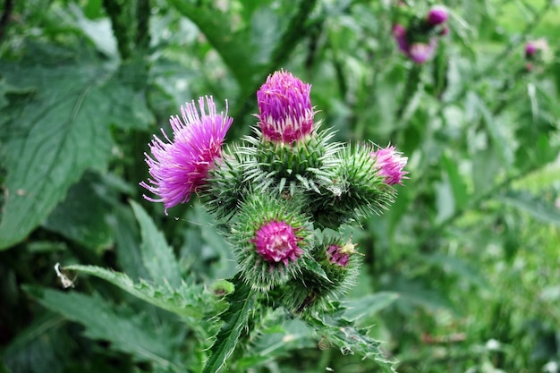 Cardo arricciato carduus crispus pianta fiorita nel prato