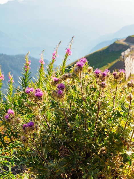 Cardo fiorito in cima a una montagna in estate
