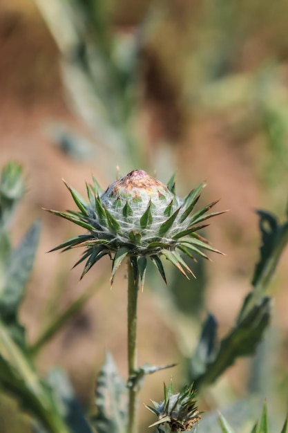 Cardo marianoOnopordum acanthium cardo di cotone in natura