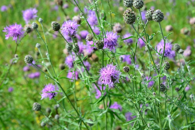 cardo selvatico canadese, cirsium arvense, isolato su prato, primo piano