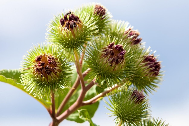 Cardo spinoso con fiori Carduus pianta da cui si ricava olio o carta