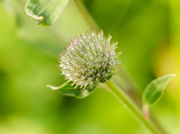 Cardo spinoso verde con ragnatele