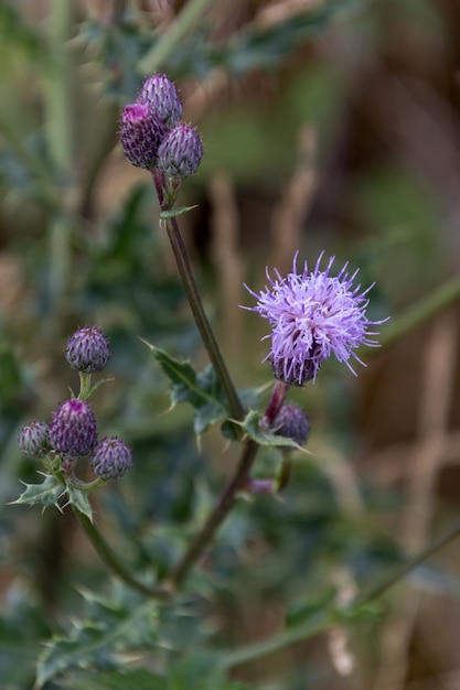 Cardo strisciante (Cirsium arvense) fioritura nel Yorkshire Dales