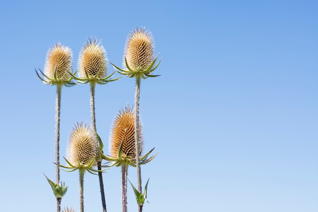 Cardo su uno sfondo di cielo blu