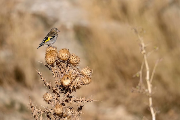 Carduelis carduelis o cardellino europeo, è un uccello passeriforme della famiglia dei fringuelli.