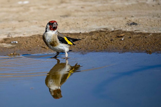 Carduelis carduelis o cardellino europeo, è un uccello passeriforme della famiglia dei fringuelli.