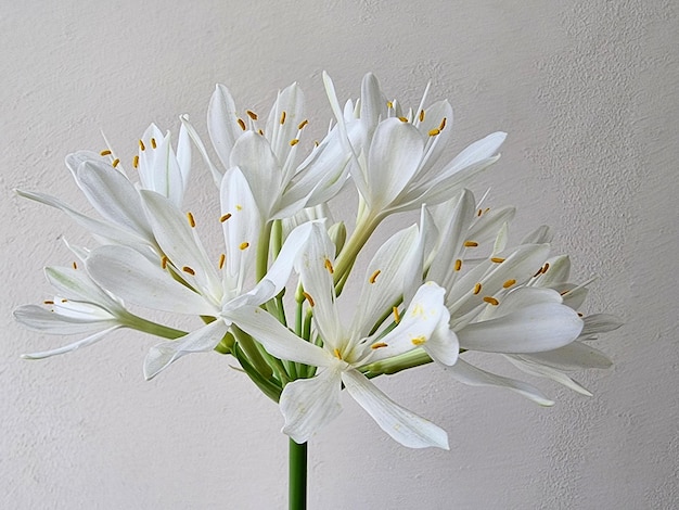 Cardwell Lily fiore (Proiphys amboinensis) su sfondo bianco.