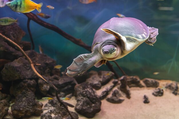 Carettochelys insculpta Tartaruga pignose