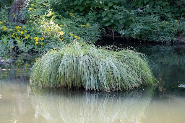 Carice di erba bruna Carex comans secta