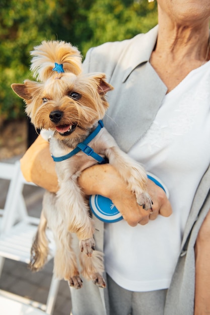 Carina donna anziana che tiene in braccio lo yorkshire terrier.