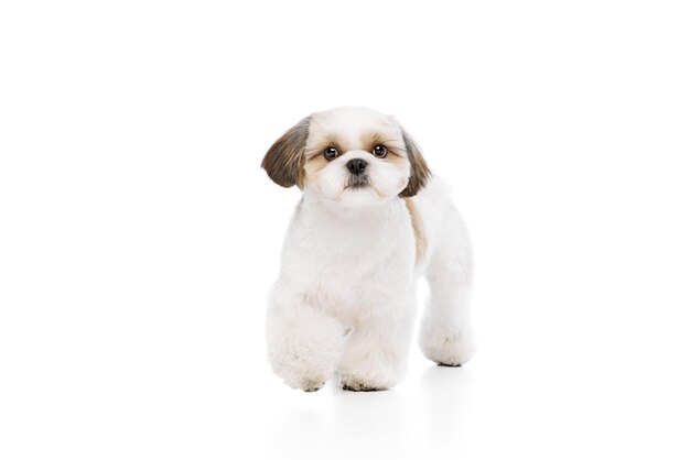 Carino adorabile animale domestico piccolo cane di razza pura shih tzu che cammina tranquillamente isolato sullo sfondo bianco dello studio