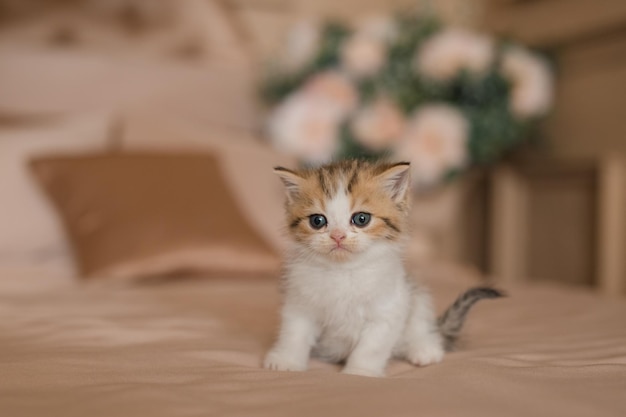 carino adorabile gattino britannico a casa all'interno