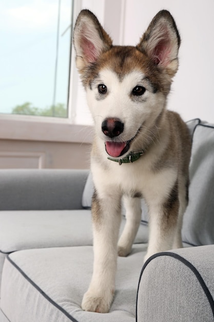 Carino Alaskan Malamute cucciolo sul divano vicino