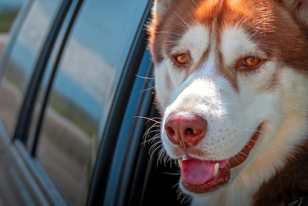 Carino allegro cane husky rosso fa capolino dal finestrino di un'auto aperta e guarda la telecamera