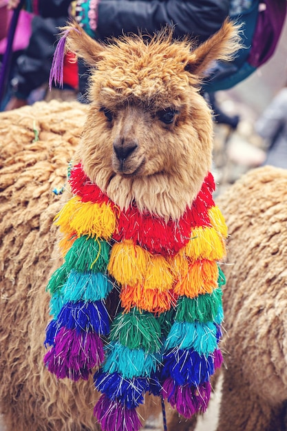 Carino alpaca peruviana nella zona di montagna, provincia di Cusco, Perù