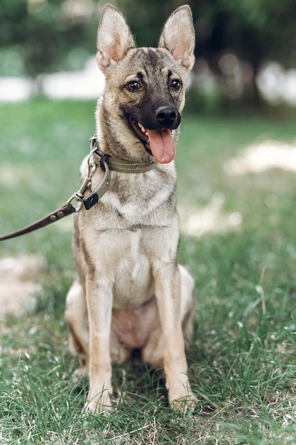 Carino amichevole cane grigio seduto sull'erba primo piano di bel cane felice all'aperto su un concetto di adozione animale al guinzaglio