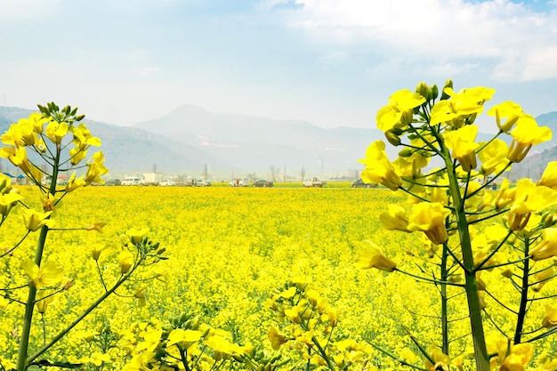 Carino Bellissimi fiori in fiori di colza primaverili