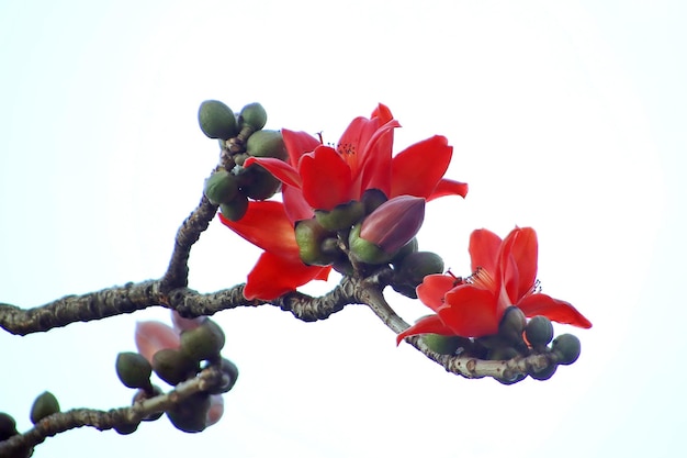 Carino Bellissimi fiori in gigli di primavera