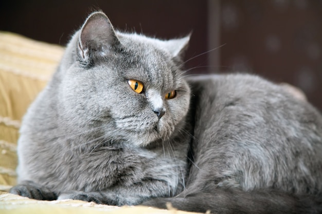 Carino British Shorthair cat rilassante