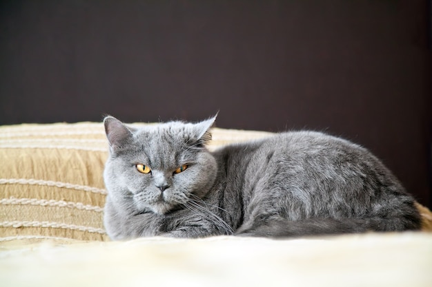 Carino British Shorthair cat rilassante