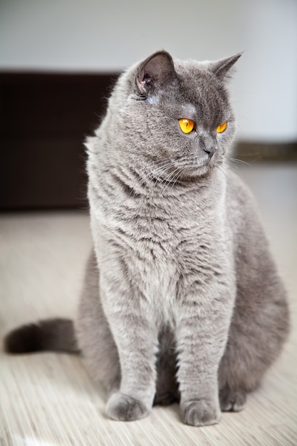 Carino British Shorthair cat rilassante