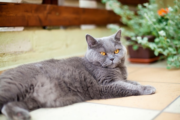 Carino British Shorthair cat rilassante