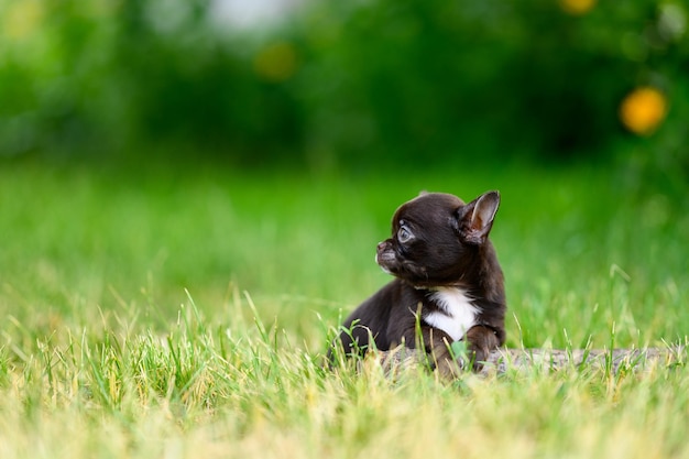 Carino Brown Shorthair purosangue Chihuahua cucciolo è in piedi sull'erba a piedi il vostro animale domestico fuori