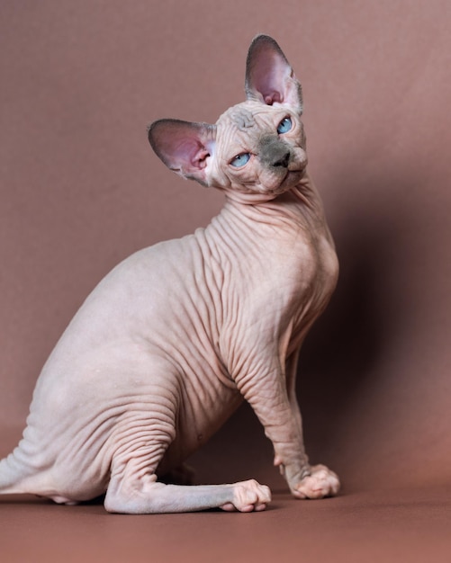 Carino canadese Sphynx Cat quattro mesi di visone blu e colore bianco su sfondo marrone