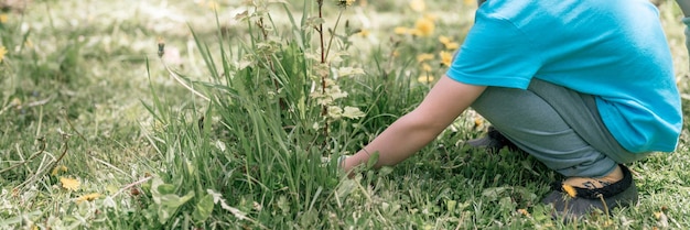 Carino candido piccolo bambino di sei anni giardiniere e agricoltore con le mani in guanti tirare e diserbo erbacce erba selvatica intorno a un cespuglio di ribes sulla fattoria suburbana della famiglia nella bandiera del villaggio di campagna