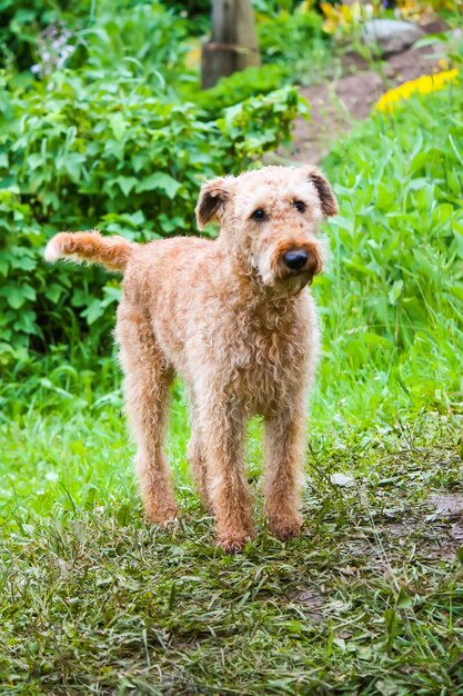 Carino cane all'aperto Animale domestico in un parco estivo