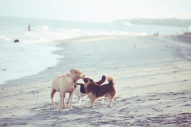 carino cane, animale domestico, amore e concetto di cura