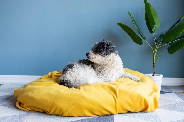 carino cane bichon frise seduto su un letto giallo per animali domestici sullo sfondo blu della parete a casa