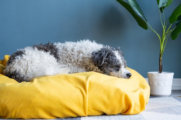 carino cane bichon frise seduto su un letto giallo per animali domestici sullo sfondo blu della parete a casa