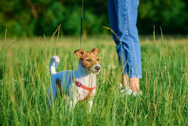 Carino cane che cammina al parco con erba verde donna cammina con il suo cane all'aperto cura degli animali domestici